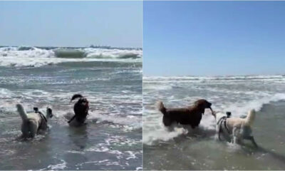 Cachorros no mar