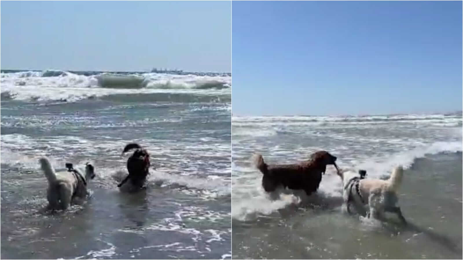 Cachorros no mar