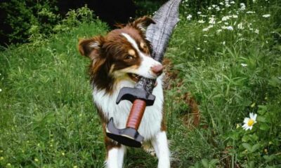 Cachorro com espada