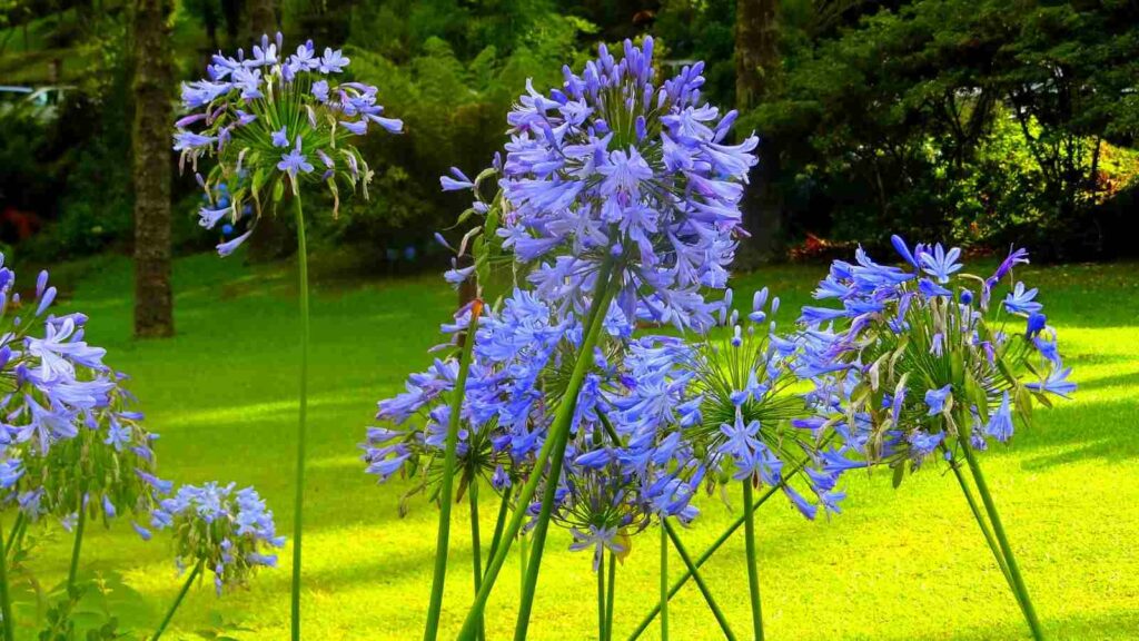 Flor-do-amor: Descubra como plantar agapanto no seu jardim