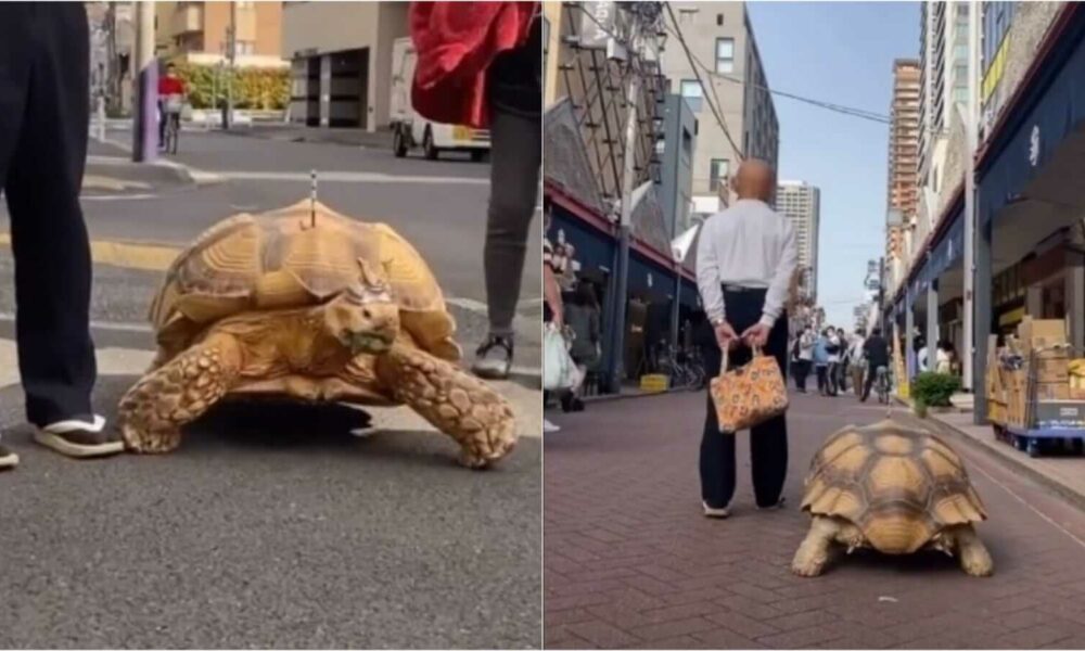 Tartaruga caminhando na rua