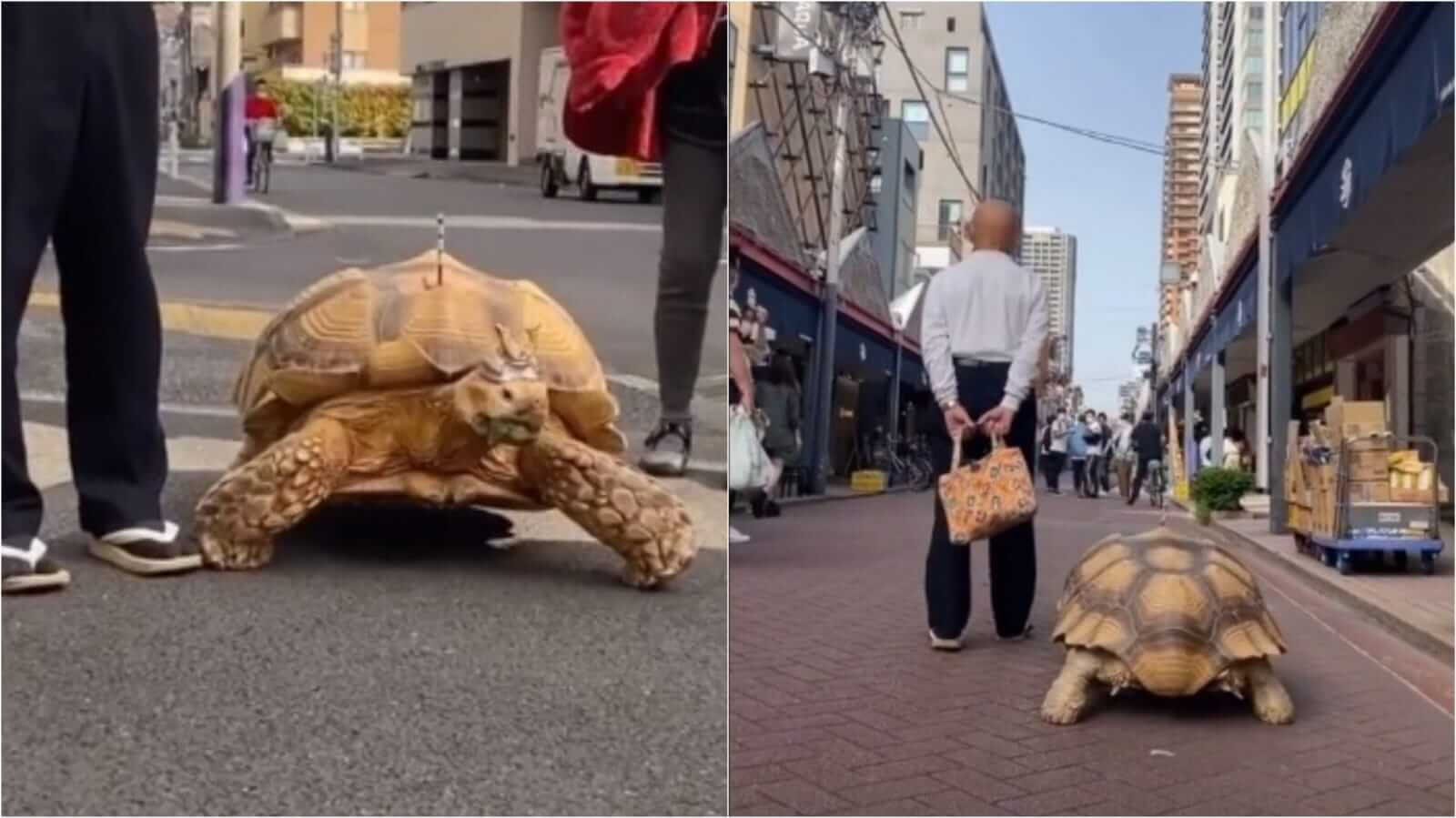Tartaruga caminhando na rua