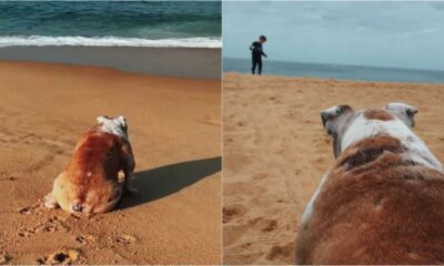 Cachorro buldogue na praia