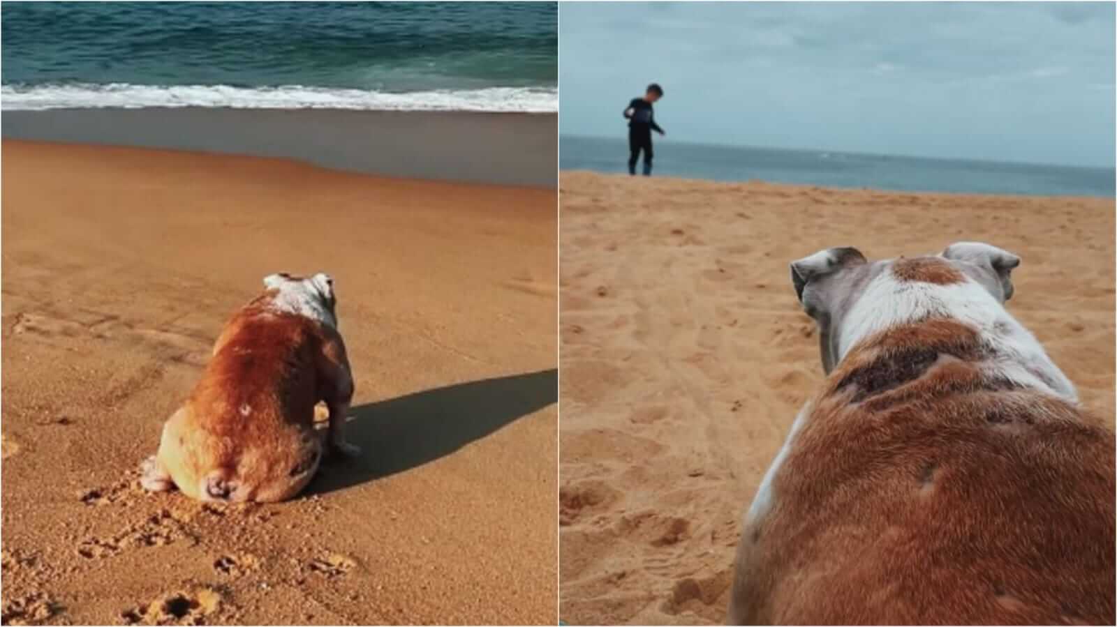 Cachorro buldogue na praia