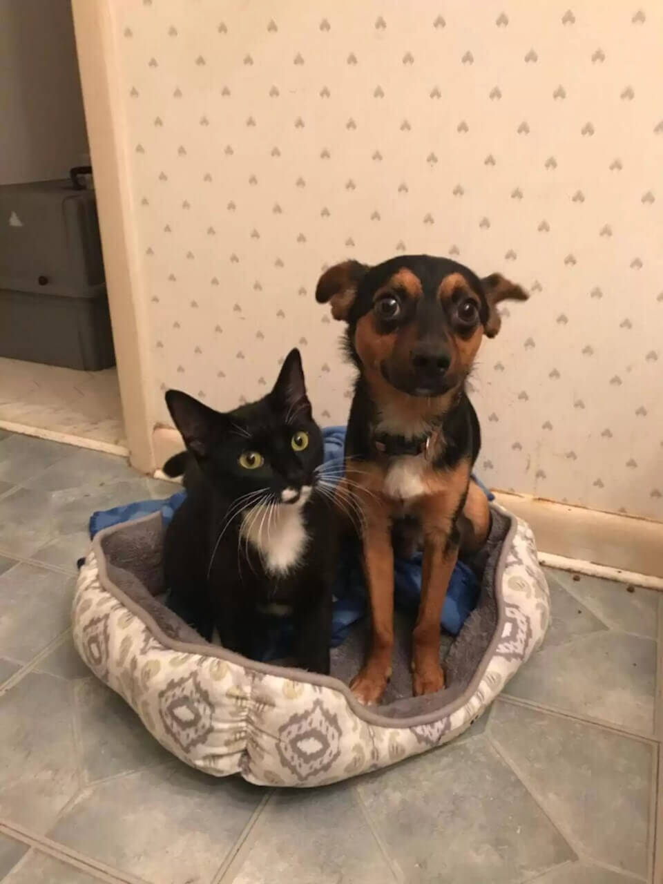 Gato e cachorro chihuahua
