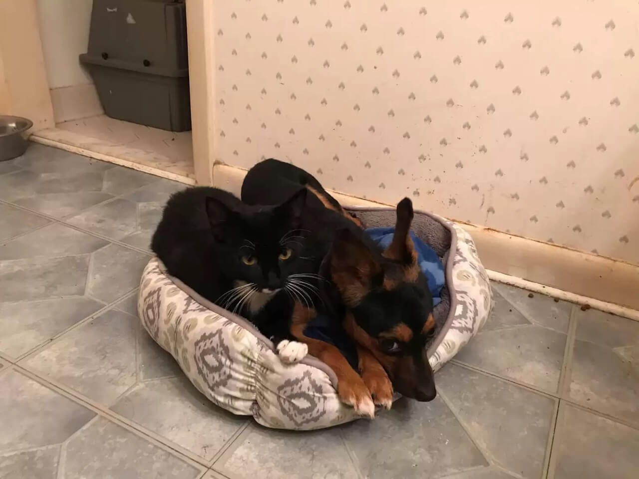 Gato e cachorro chihuahua