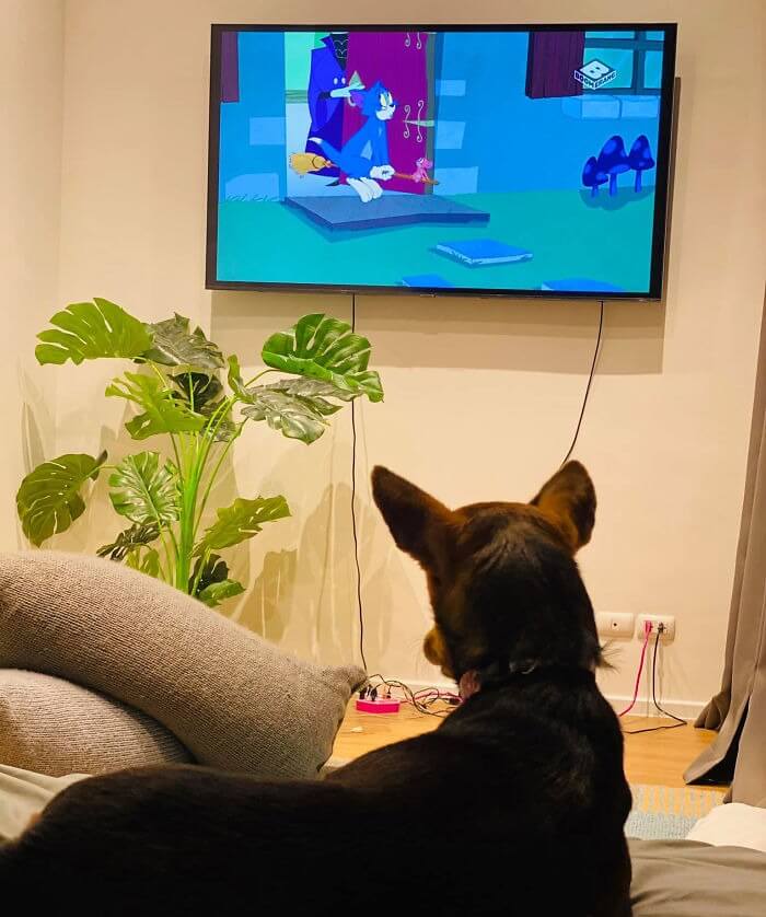 Cachorro assistindo TV