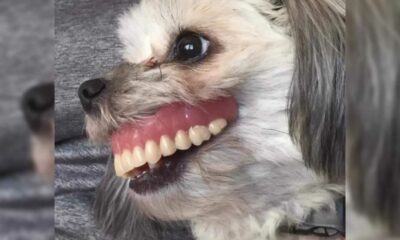 Cachorro com dentadura