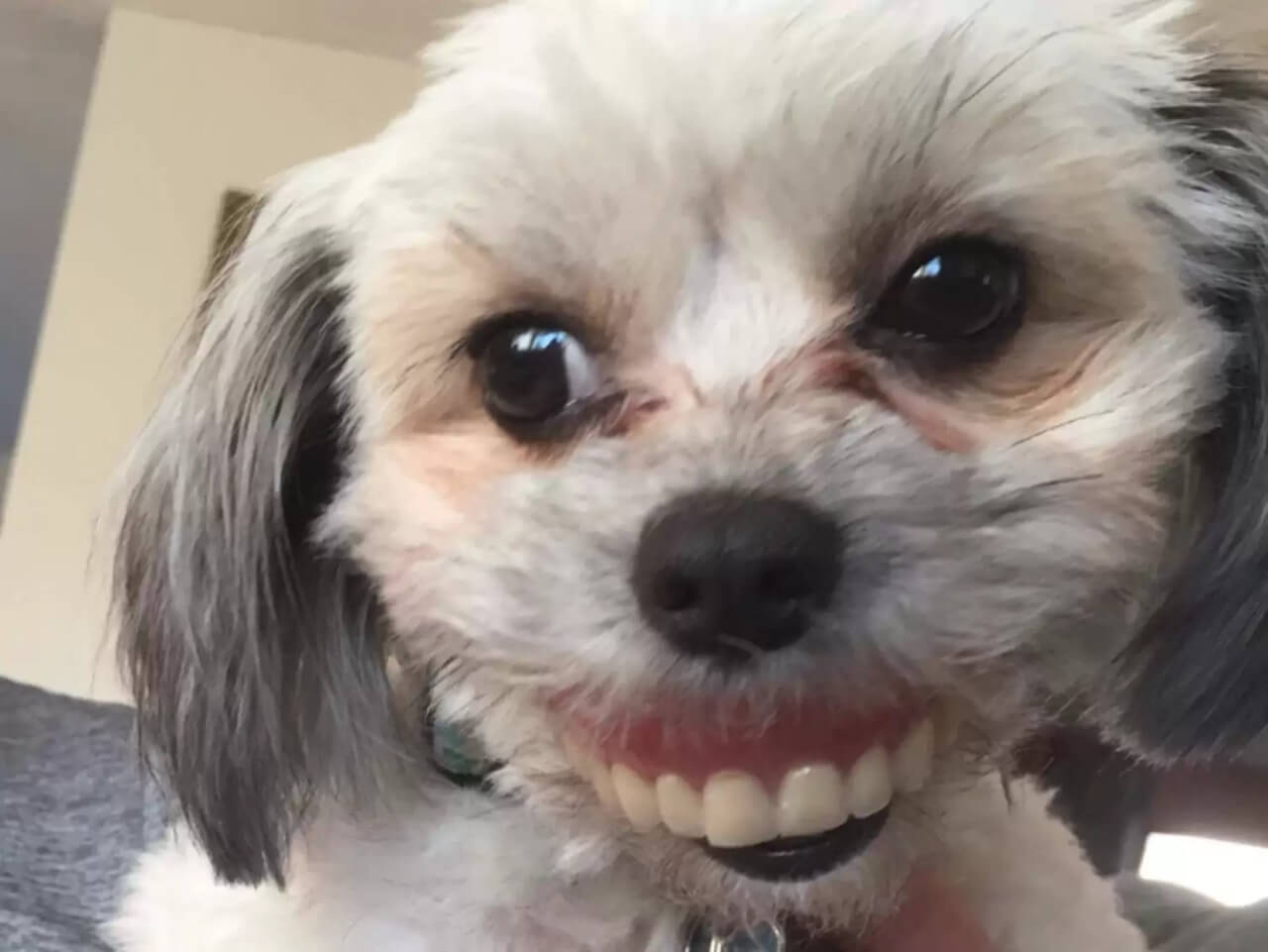 Cachorro com dentadura