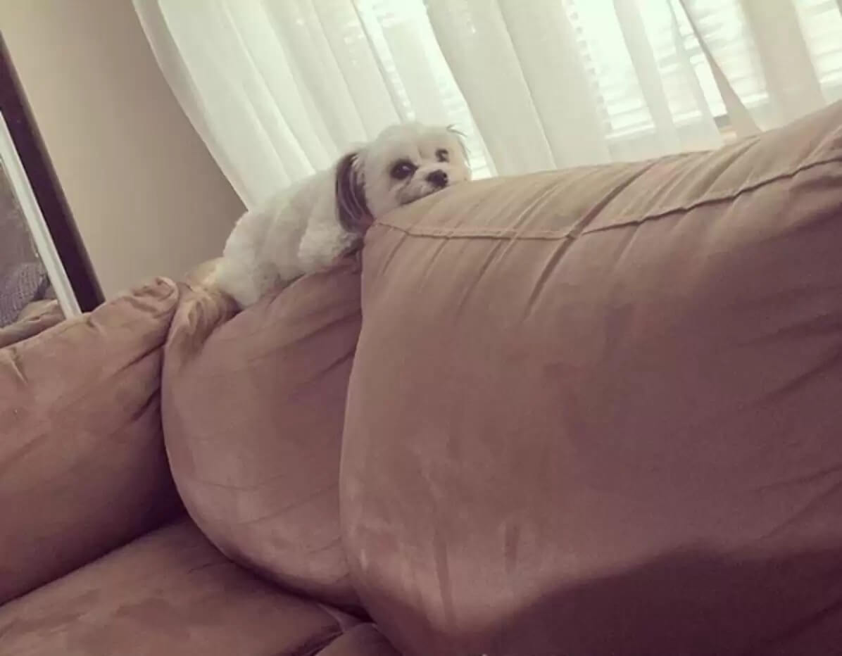 Cachorro em sofá