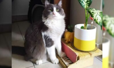 Gato com piano