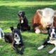 Mini vaca e cachorros