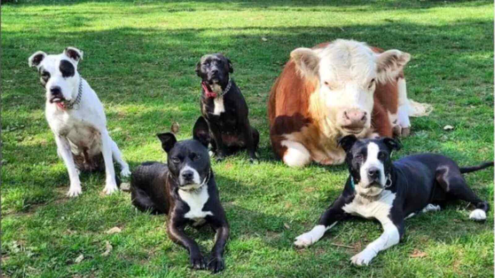 Mini vaca e cachorros