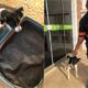Cachorro encontrado em mala