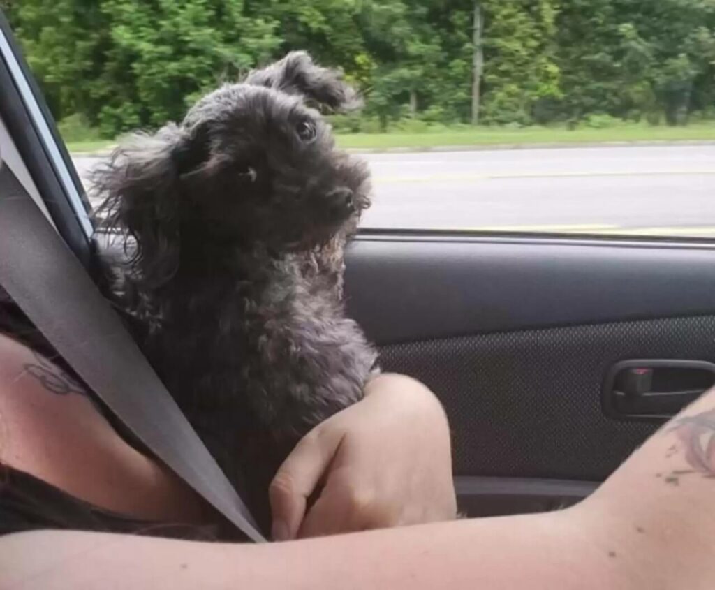 Cachorro no carro