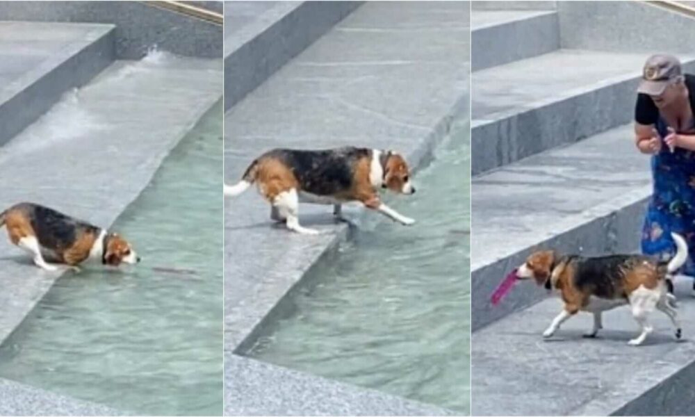 Cachorro pegando brinquedo na água