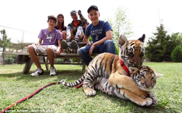 Família e tigre