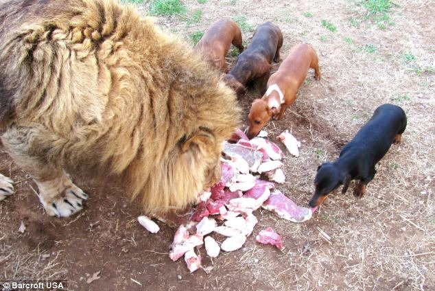 Cachorros salsicha e leão