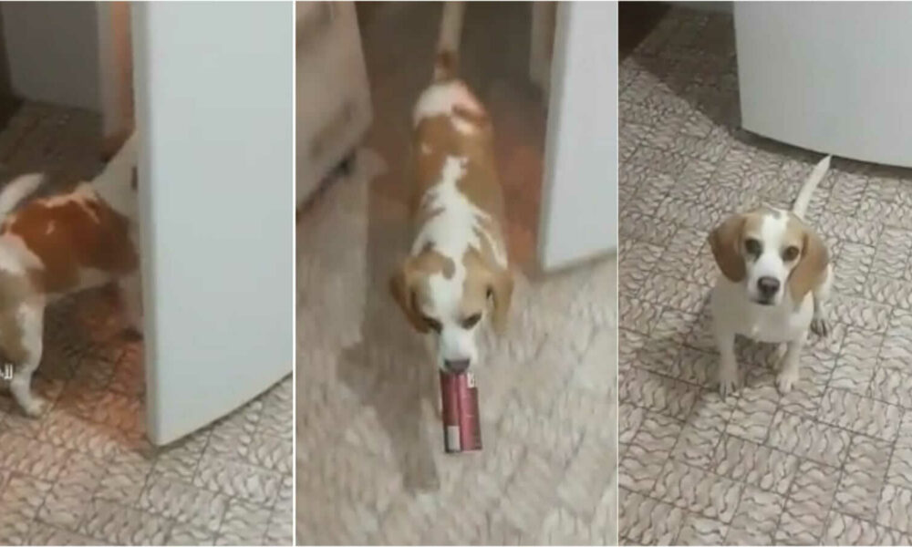 Cachorro pegando cerveja na geladeira