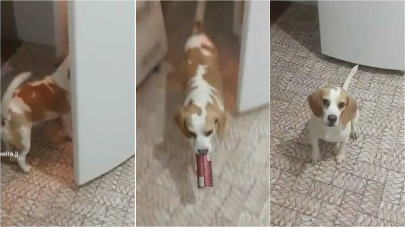 Cachorro pegando cerveja na geladeira