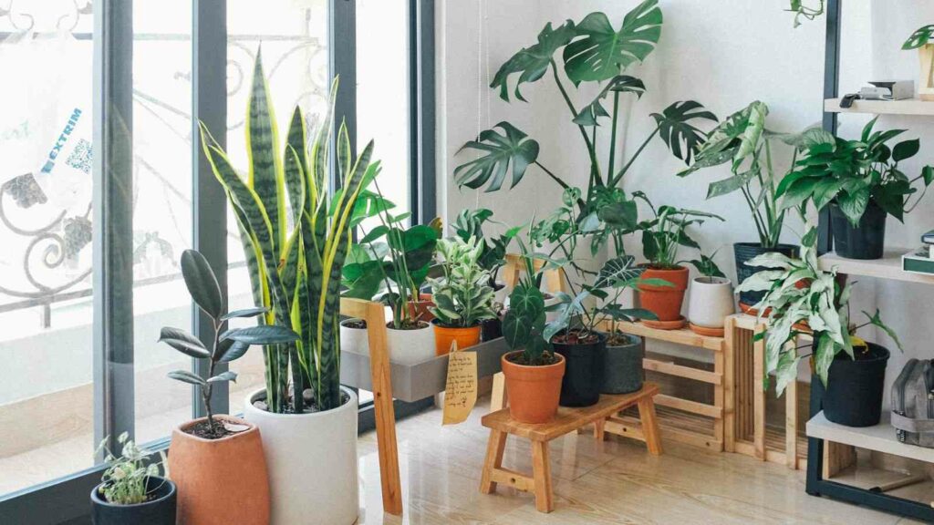 Urban Jungle: Entenda a mania das plantas no espaço - Tabulla