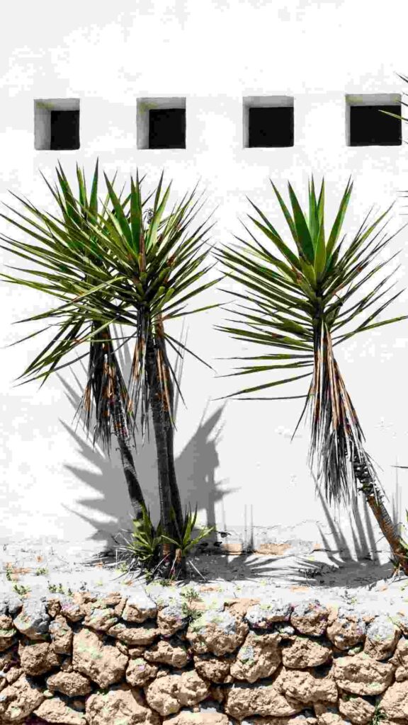 Yucca - planta 2