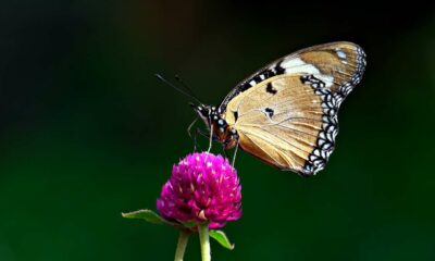 amaranto-com-borboleta-compressed