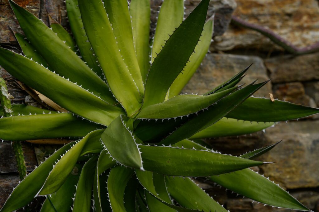 15 plantas para quarto que podem melhorar seu sono!