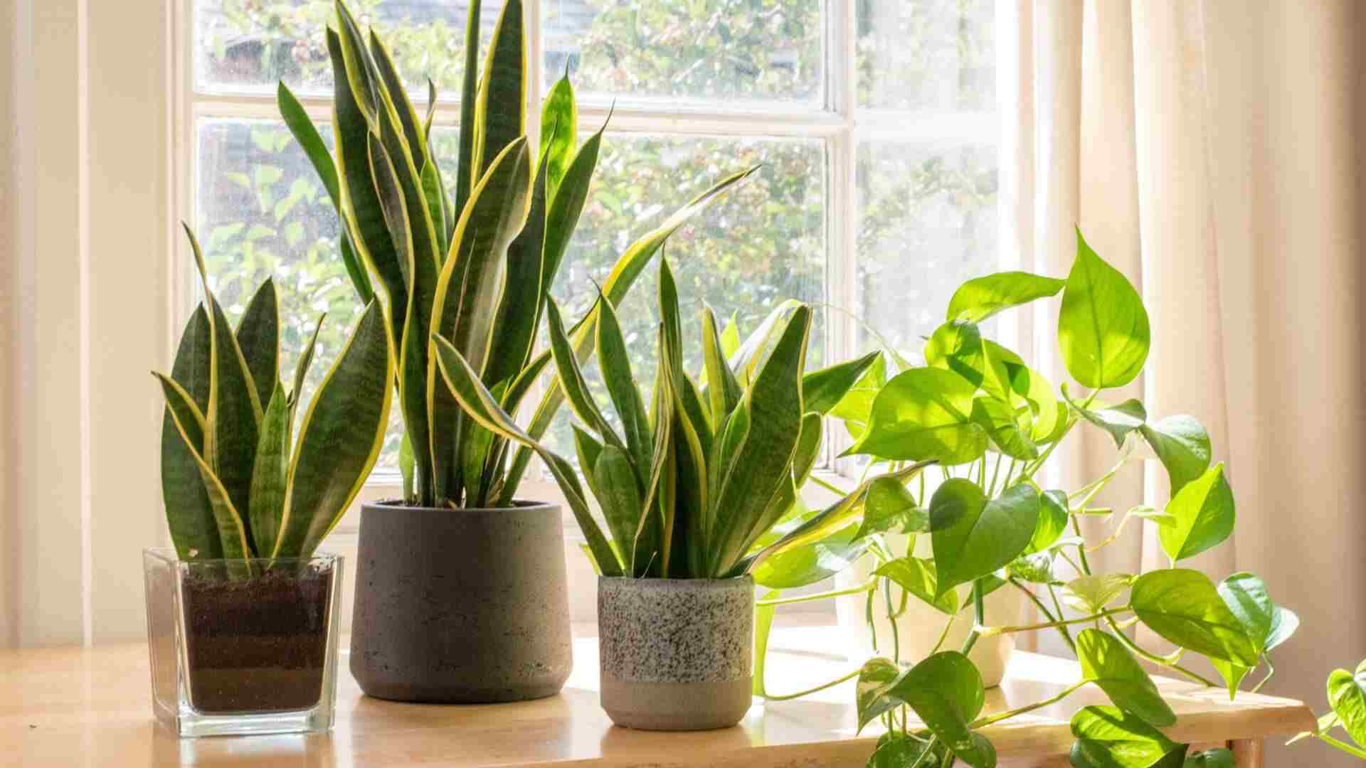 Plantas em vasos de cerâmica