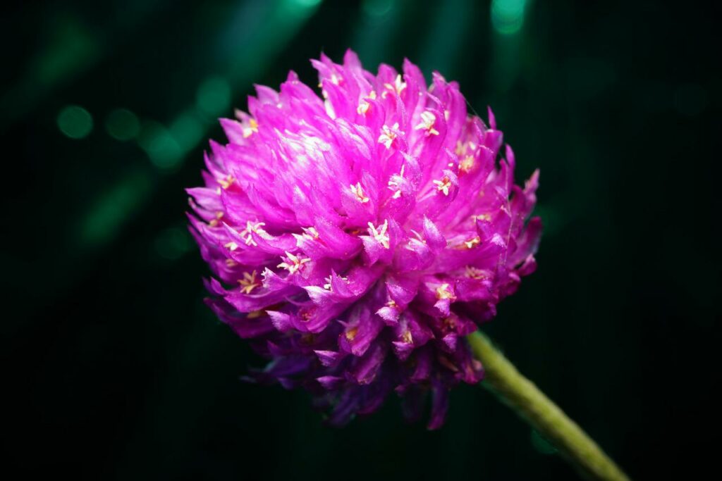 flor-amaranto 2