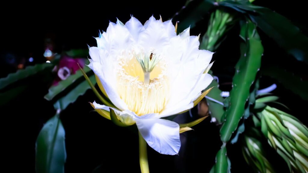 Belíssima! Confira dicas simples de como cultivar Flor de Pitaya em casa