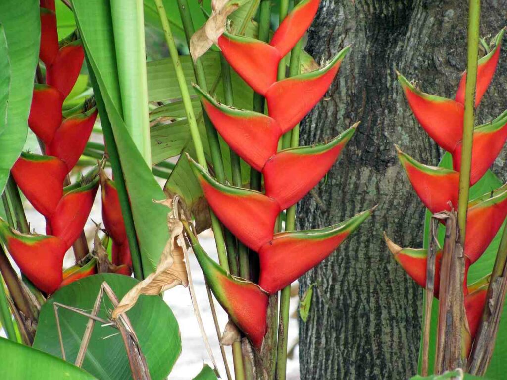 heliconia-wagneriana-compressed