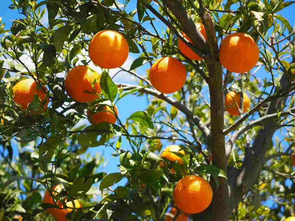 laranja-árvore-compressed