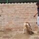 perro-excavando-5