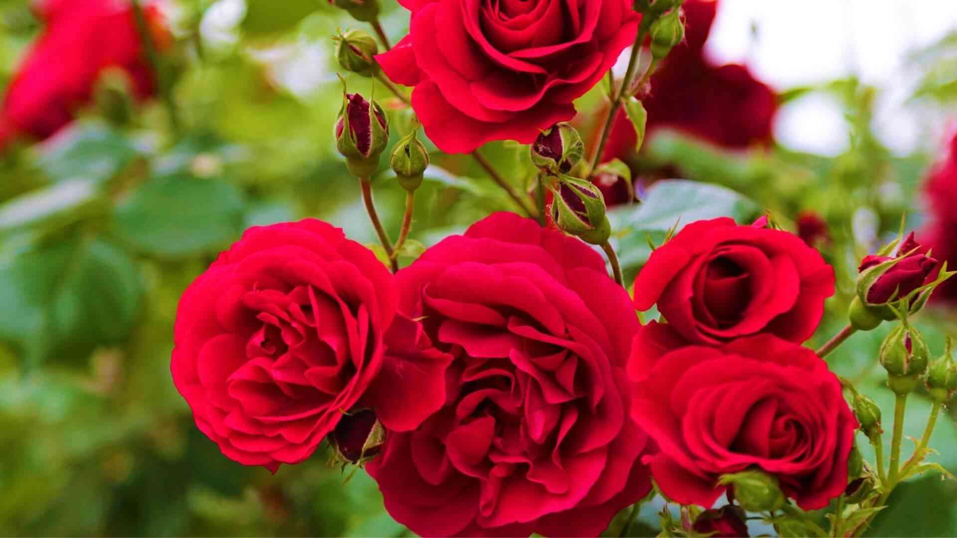 Como plantar rosas: dicas de cultivo e cuidados com a flor