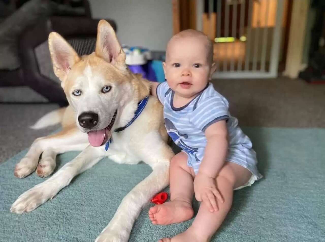 Bebê e cachorro