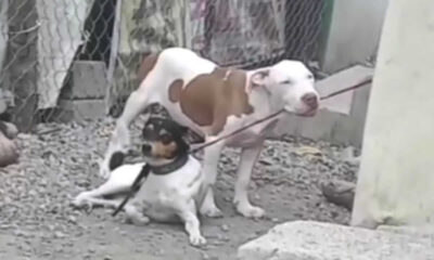 Cachorro mordendo corda de coleira