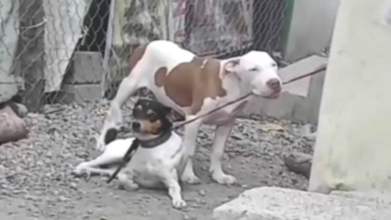 Cachorro mordendo corda de coleira