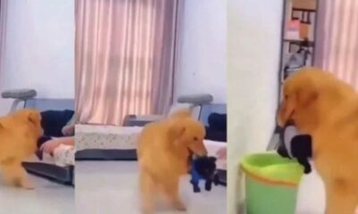 Cachorro com ciúmes joga filhote no lixo