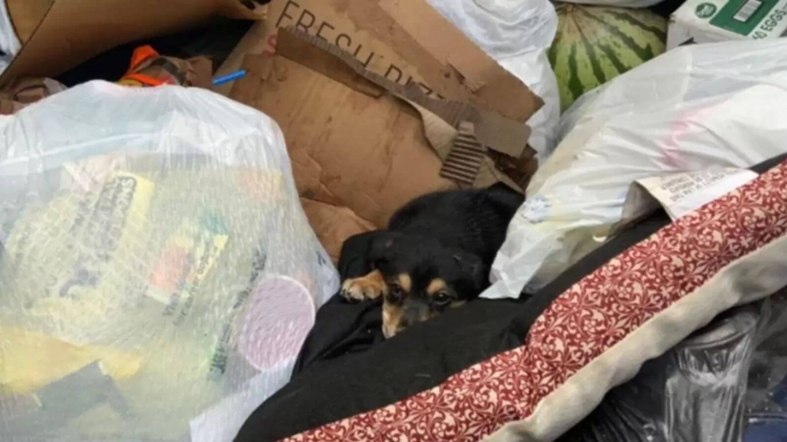 Cachorro abandonado no lixo