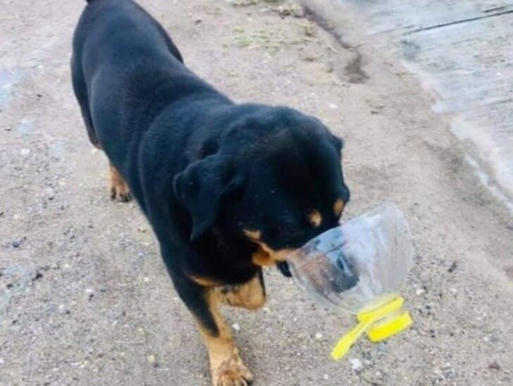 Cachorro com garrafas na boca