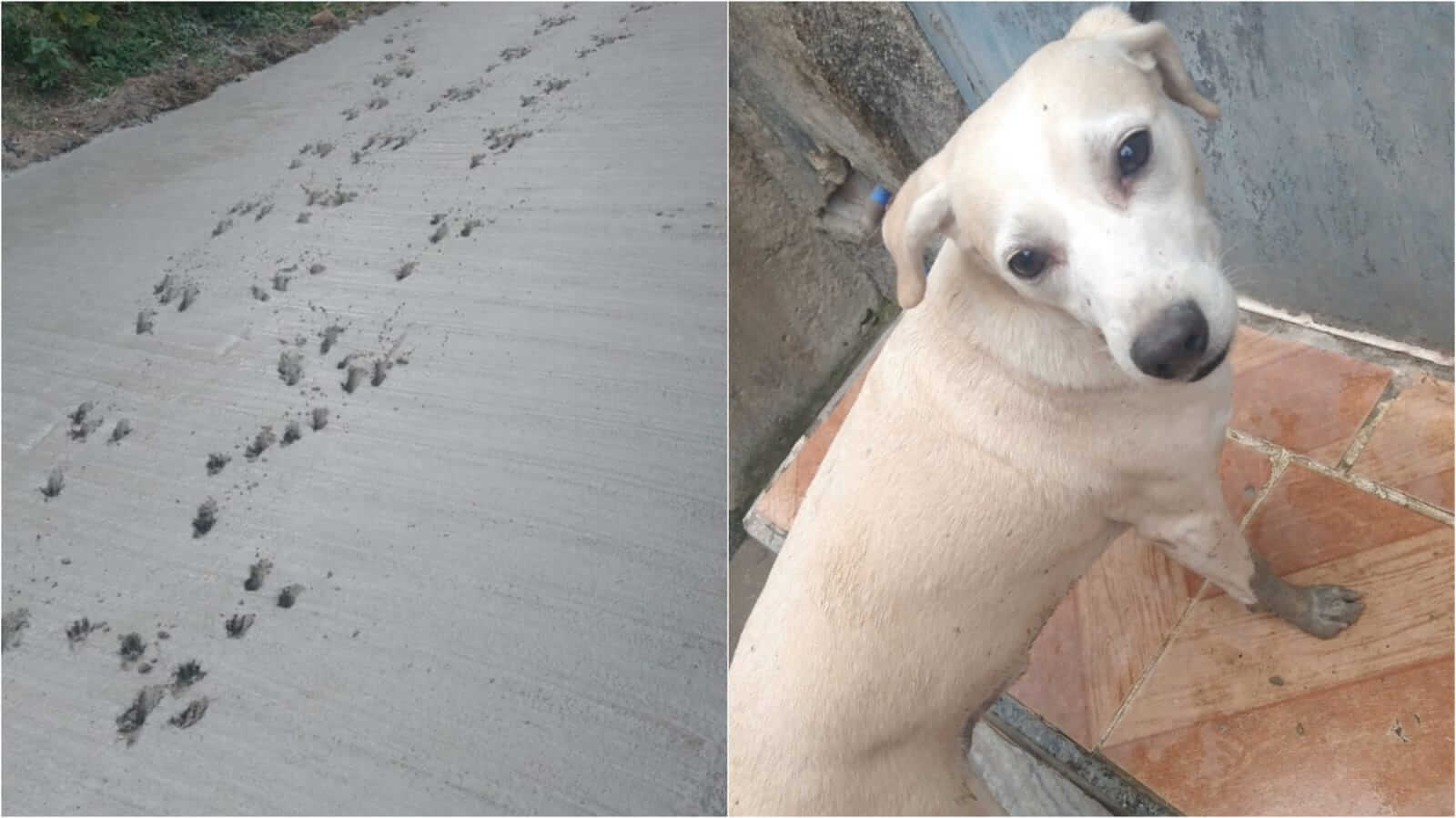 Cachorro deixa pegadas em rua recém concretada