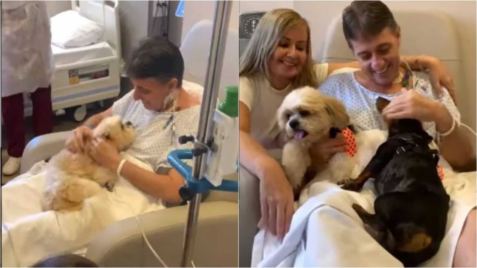 Homem em hospital com cachorros