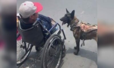 Cão atravessa rua empurrando tutor em cadeira de rodas-1