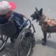 Cão atravessa rua empurrando tutor em cadeira de rodas-1