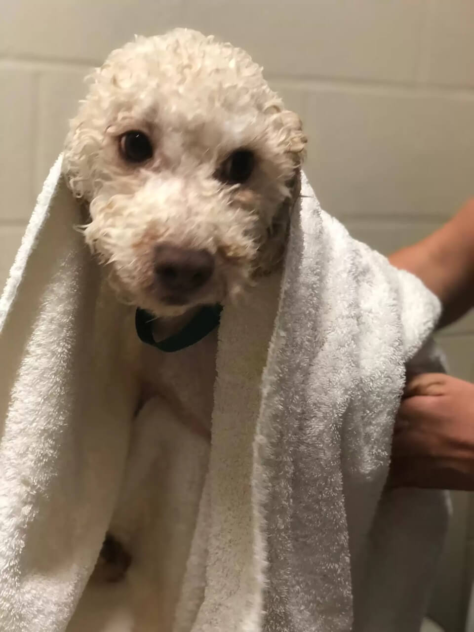 Cachorro poodle banho