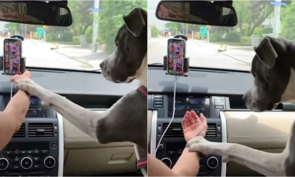 Cachorro não deixa dona pegar celular