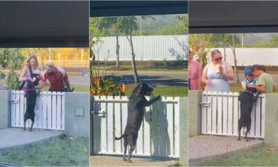Cachorro ganhando carinho em portão