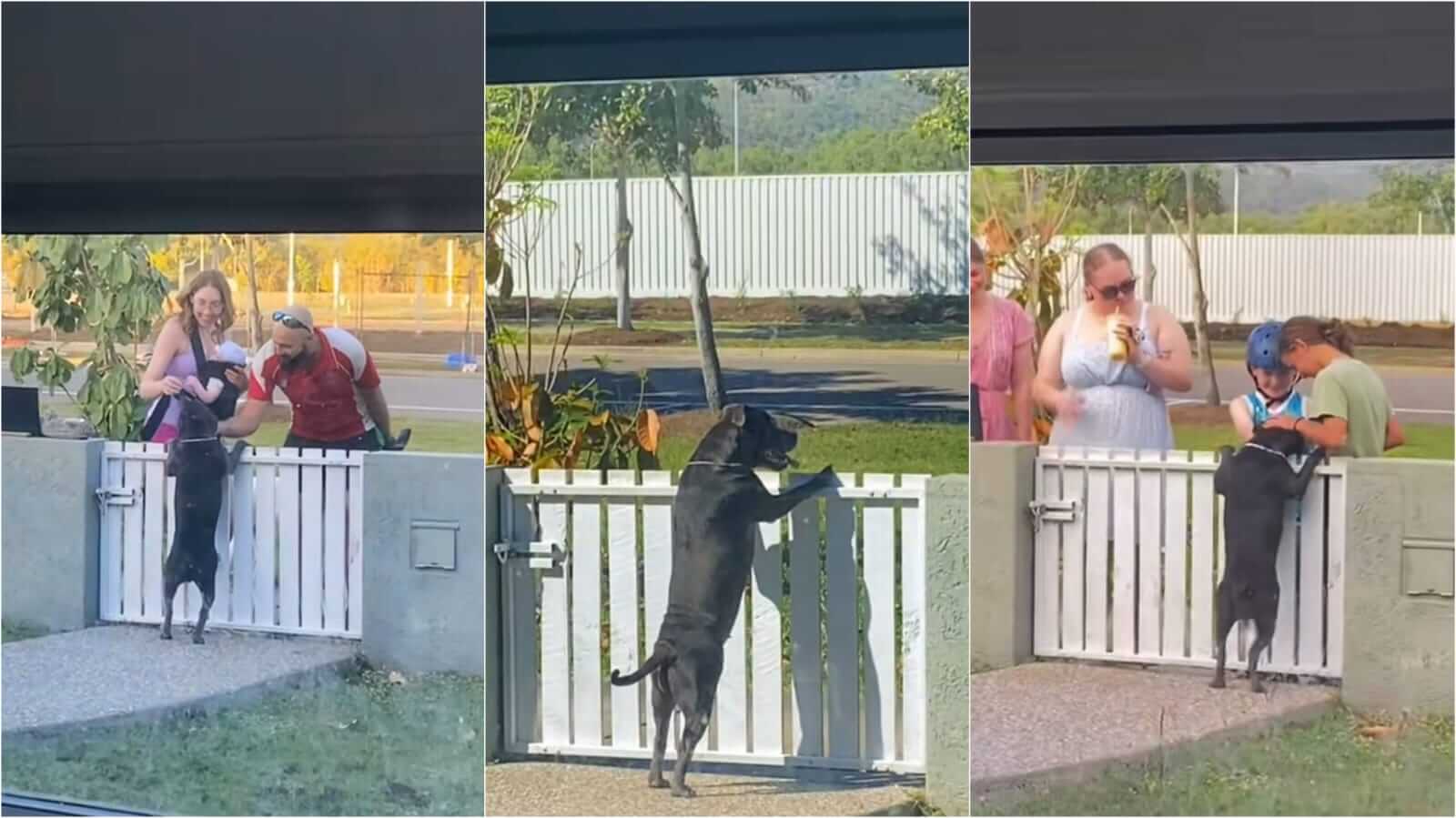Cachorro ganhando carinho em portão