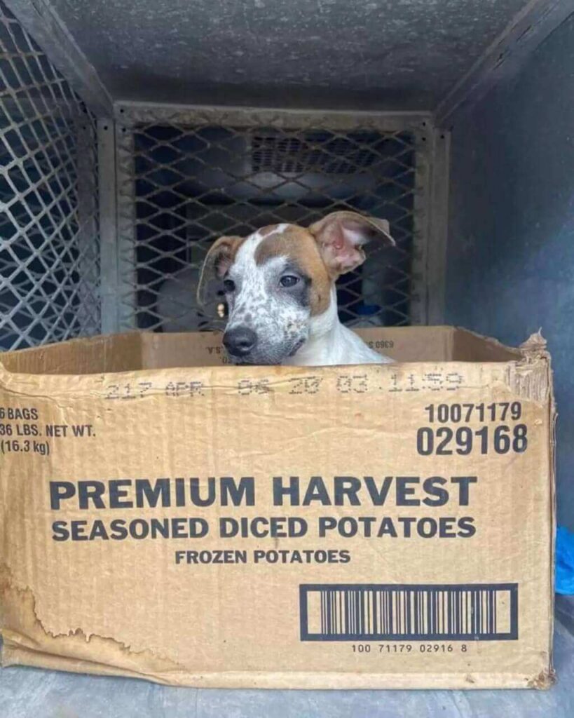 Cachorro em caixa de papelão